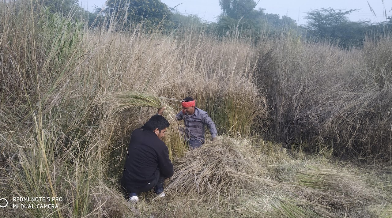Researchers gathering tall perennial grasses during fieldwork